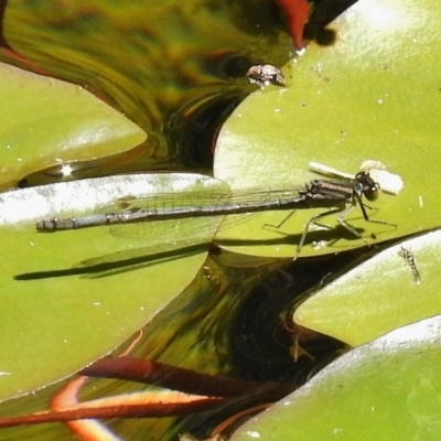 Ischnura heterosticta (Common Bluetail Damselfly) at Acton, ACT - 10 Dec 2017 by JohnBundock