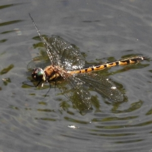 Hemicordulia australiae at Acton, ACT - 11 Dec 2017