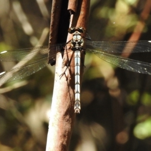 Diphlebia lestoides at Paddys River, ACT - 11 Dec 2017