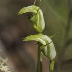 Pterostylis aneba (Small Mountain Greenhood) at Paddys River, ACT - 10 Dec 2017 by GlenRyan