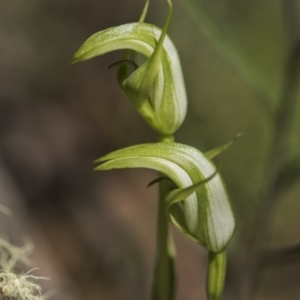 Pterostylis aneba at Paddys River, ACT - suppressed