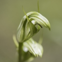 Pterostylis aneba at Paddys River, ACT - suppressed