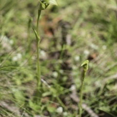 Pterostylis aneba at Paddys River, ACT - suppressed