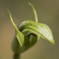 Pterostylis aneba at Paddys River, ACT - 11 Dec 2017