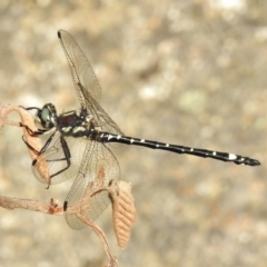 Eusynthemis brevistyla (Small Tigertail) at Paddys River, ACT - 11 Dec 2017 by JohnBundock