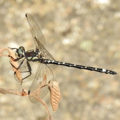 Eusynthemis brevistyla (Small Tigertail) at Paddys River, ACT - 11 Dec 2017 by JohnBundock