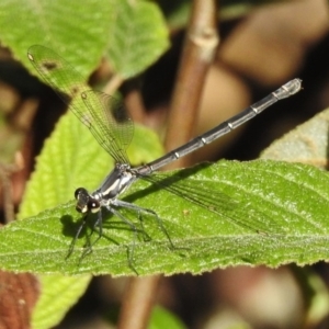 Austroargiolestes calcaris at Paddys River, ACT - 11 Dec 2017