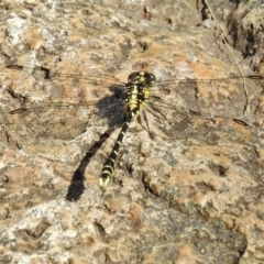 Hemigomphus gouldii at Paddys River, ACT - 11 Dec 2017