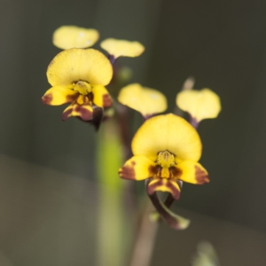 Diuris semilunulata at Cotter River, ACT - suppressed