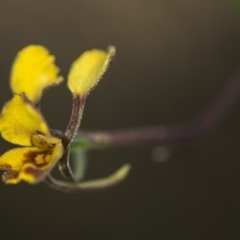 Diuris semilunulata at Cotter River, ACT - suppressed