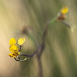 Diuris semilunulata at Cotter River, ACT - suppressed