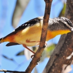 Pardalotus punctatus (Spotted Pardalote) at Paddys River, ACT - 11 Dec 2017 by JohnBundock