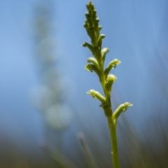 Microtis sp. (Onion Orchid) at Cotter River, ACT - 10 Dec 2017 by GlenRyan
