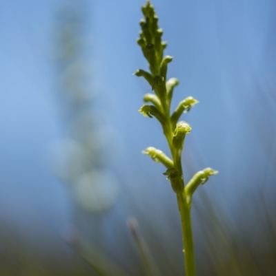 Microtis sp. (Onion Orchid) at Cotter River, ACT - 10 Dec 2017 by GlenRyan