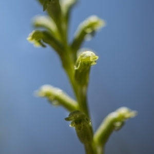 Microtis sp. at Cotter River, ACT - suppressed