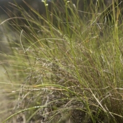 Microtis sp. at Cotter River, ACT - suppressed