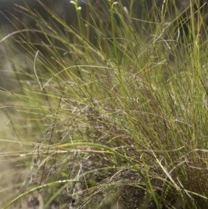 Microtis sp. at Cotter River, ACT - suppressed