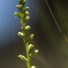 Microtis sp. at Cotter River, ACT - suppressed