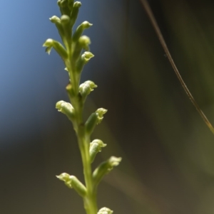 Microtis sp. at Cotter River, ACT - suppressed