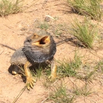 Pogona barbata (Eastern Bearded Dragon) at Hughes, ACT - 9 Nov 2015 by KL