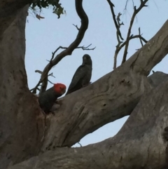 Callocephalon fimbriatum (Gang-gang Cockatoo) at Hughes, ACT - 31 Oct 2015 by KL