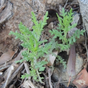 Senecio bathurstianus at Conder, ACT - 28 Nov 2017 07:14 PM