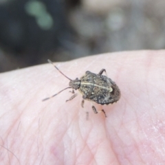 Oncocoris geniculatus (A shield bug) at Conder, ACT - 28 Nov 2017 by michaelb