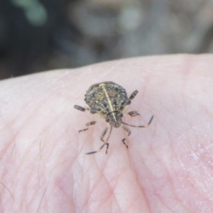 Oncocoris geniculatus at Conder, ACT - 28 Nov 2017