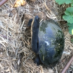 Chelodina longicollis (Eastern Long-necked Turtle) at Lyneham, ACT - 10 Dec 2017 by sgrealy