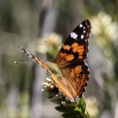Vanessa kershawi (Australian Painted Lady) at Cotter River, ACT - 11 Dec 2017 by HarveyPerkins
