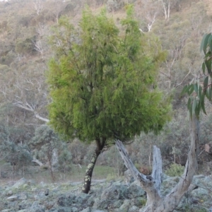 Exocarpos cupressiformis at Conder, ACT - 28 Nov 2017