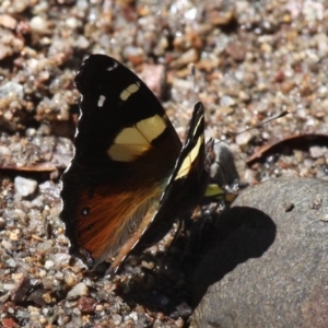 Vanessa itea at Cotter River, ACT - 11 Dec 2017 02:37 PM