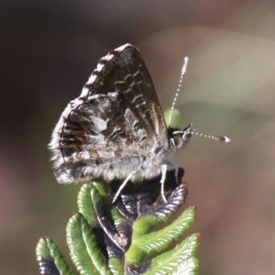 Neolucia agricola (Fringed Heath-blue) at Cotter River, ACT - 11 Dec 2017 by HarveyPerkins