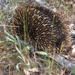 Tachyglossus aculeatus (Short-beaked Echidna) at Hughes, ACT - 1 Apr 2015 by KL