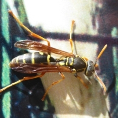 Polistes (Polistes) chinensis (Asian paper wasp) at Fyshwick, ACT - 9 Dec 2017 by Christine