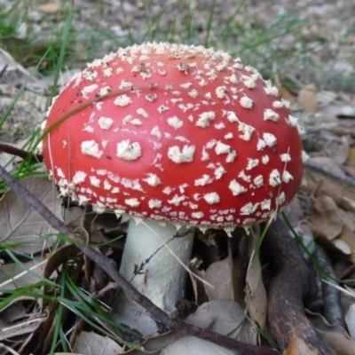 Amanita muscaria (Fly Agaric) at Molonglo Valley, ACT - 17 Apr 2012 by Christine