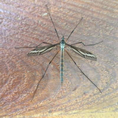 Tipulidae sp. (family) (Unidentified Crane Fly) at Wolumla, NSW - 8 Nov 2016 by PatriciaDaly