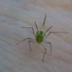 Aphididae (family) at Acton, ACT - 25 Feb 2012 12:00 AM