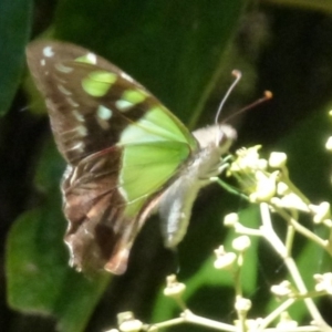 Graphium macleayanum at Acton, ACT - 25 Feb 2012