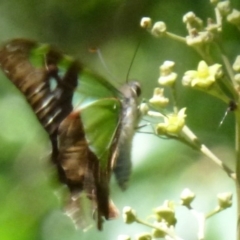 Graphium macleayanum at Acton, ACT - 25 Feb 2012 12:00 AM