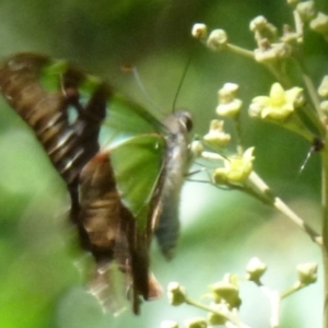 Graphium macleayanum at Acton, ACT - 25 Feb 2012