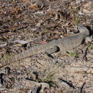 Varanus rosenbergi at Tharwa, ACT - suppressed