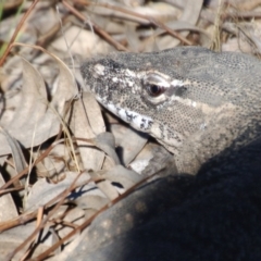 Varanus rosenbergi at Tharwa, ACT - suppressed