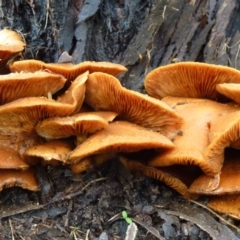 Gymnopilus junonius (Spectacular Rustgill) at Flynn, ACT - 4 Mar 2012 by Christine