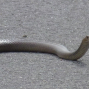 Pseudonaja textilis at Kingston, ACT - 9 Mar 2012