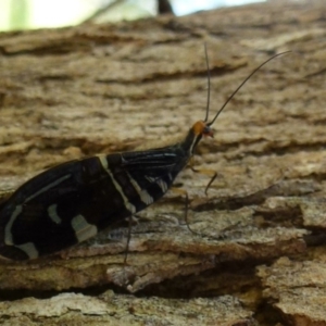 Porismus strigatus at Amaroo, ACT - 10 Mar 2012