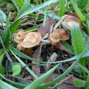 zz agaric (stem; gills white/cream) at Amaroo, ACT - 10 Mar 2012