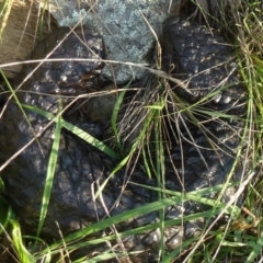 Tiliqua rugosa (Shingleback Lizard) at Goorooyarroo NR (ACT) - 10 Mar 2012 by Christine