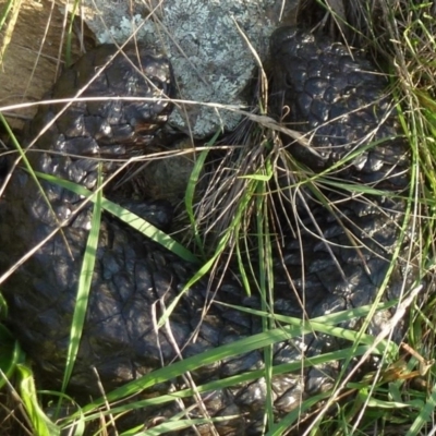 Tiliqua rugosa (Shingleback Lizard) at Goorooyarroo NR (ACT) - 9 Mar 2012 by Christine