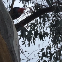 Callocephalon fimbriatum (Gang-gang Cockatoo) at Deakin, ACT - 5 Dec 2017 by KL